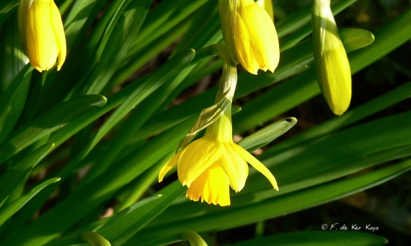 prêtes pour le printemps